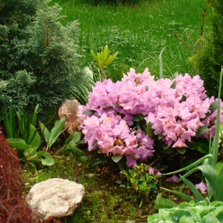 Acer japonicum si rhodo 